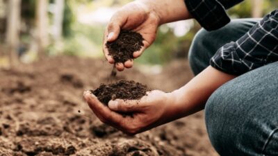 What type of soil do I have?
