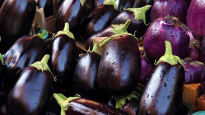 Growing grafted aubergine plants