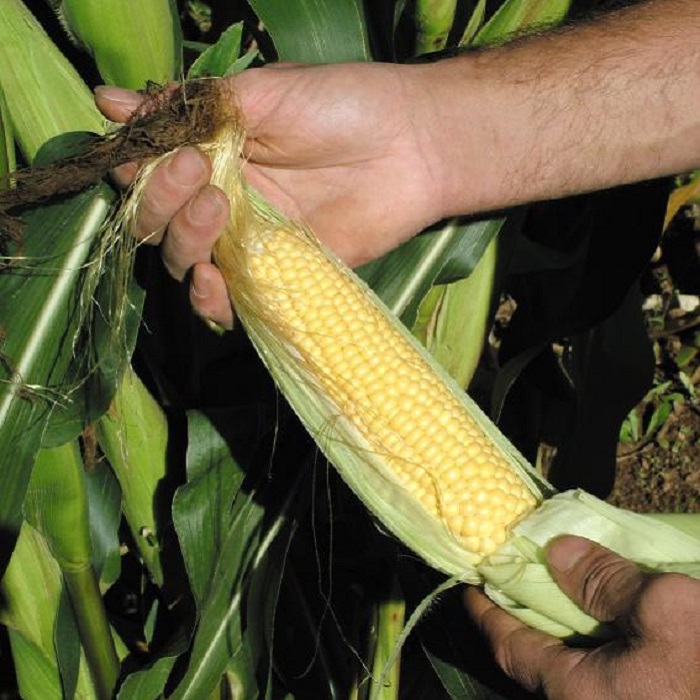 popular-vegetable-plants-growing-guide-sweetcorn-cropped.jpg