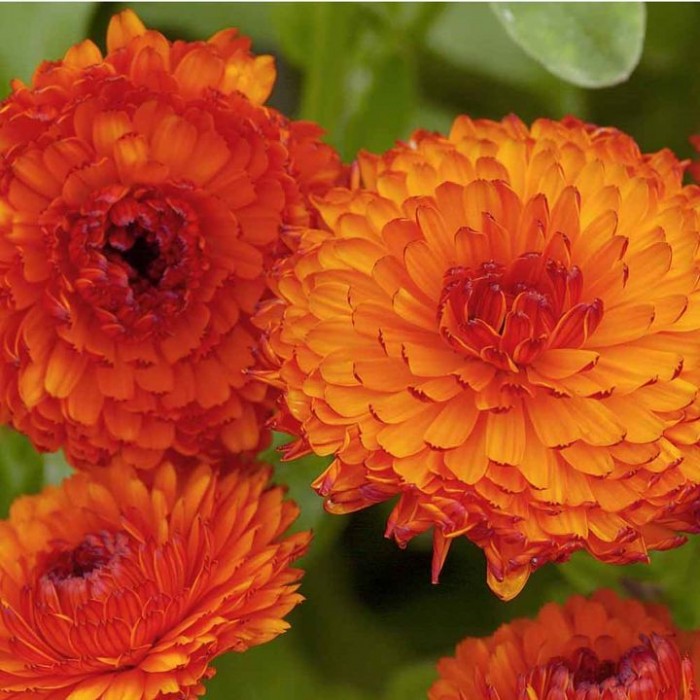 Calendula5.jpg