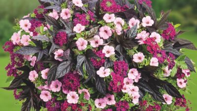4 best pre-planted hanging baskets