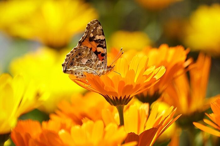 butterfly-on-flower.jpg
