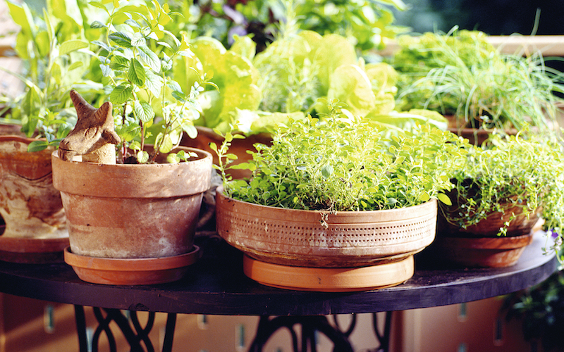 Herb Seed Collection from Suttons