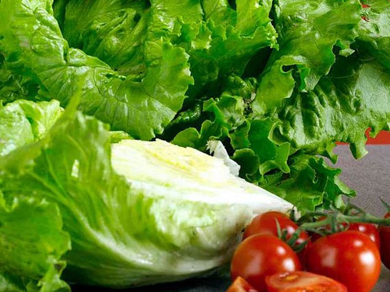 Lettuce 'Webbs Wonderful' from Suttons