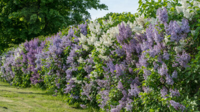 Five unusual plants to grow as hedges
