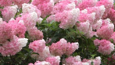 Best expert advice on growing shrubs