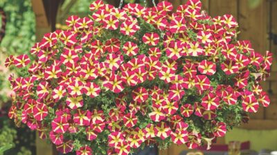Best expert advice on growing petunias