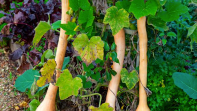 How to grow tromboncino squash