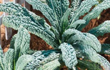 Start planning your winter veg