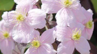How to grow clematis