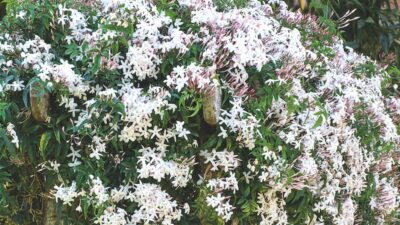 How to grow jasmine