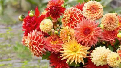 How to grow dahlias