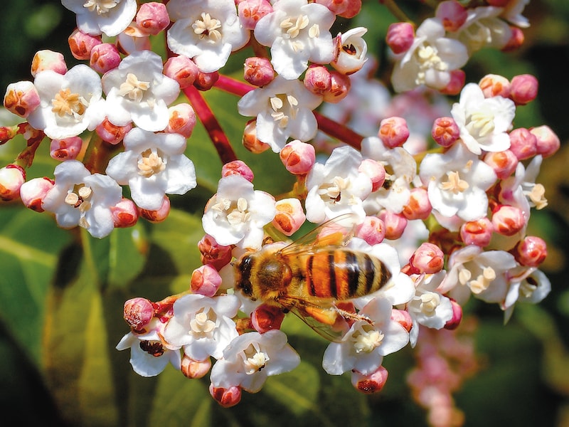 Bee on viburnum tinus