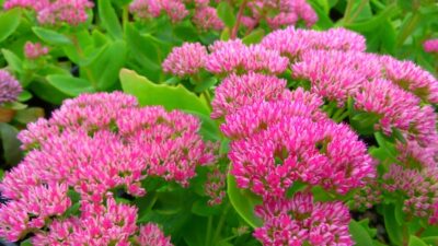 Best expert advice on growing drought-tolerant plants