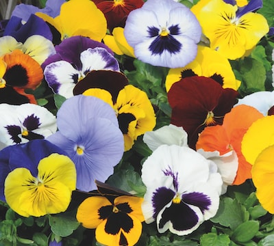Multicoloured pansies flowers