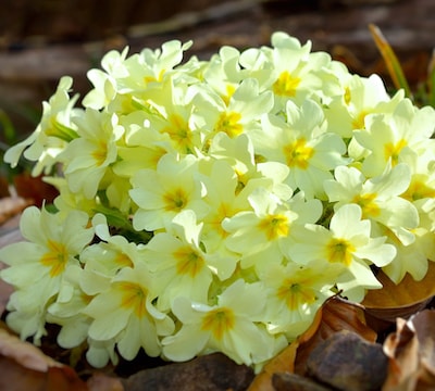 Light yellow wild primroses