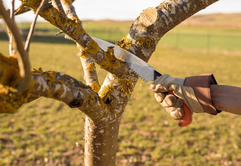 Pruning apple tree branch