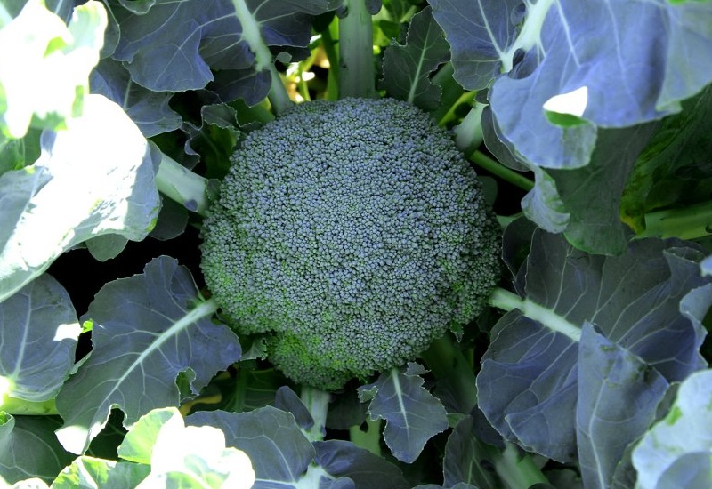 brocolli gemini F1