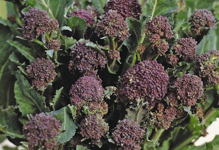 broccoli-purple-sprouting.jpg