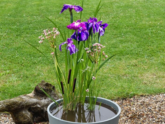 insects-pond-kit.jpg