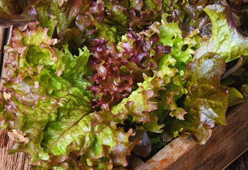 Lettuce 'Lolla Rossa' from Suttons
