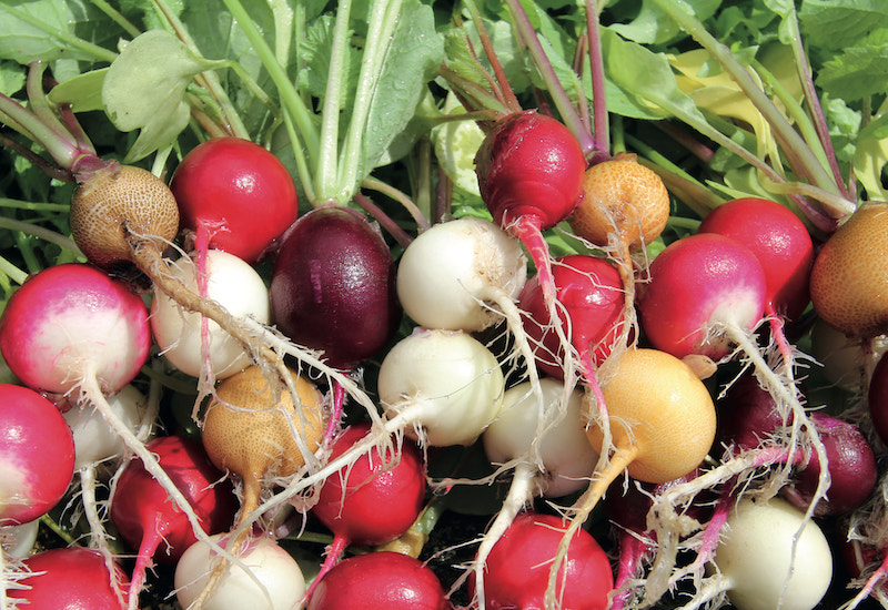 Colourful mix of radishes from Suttons seeds