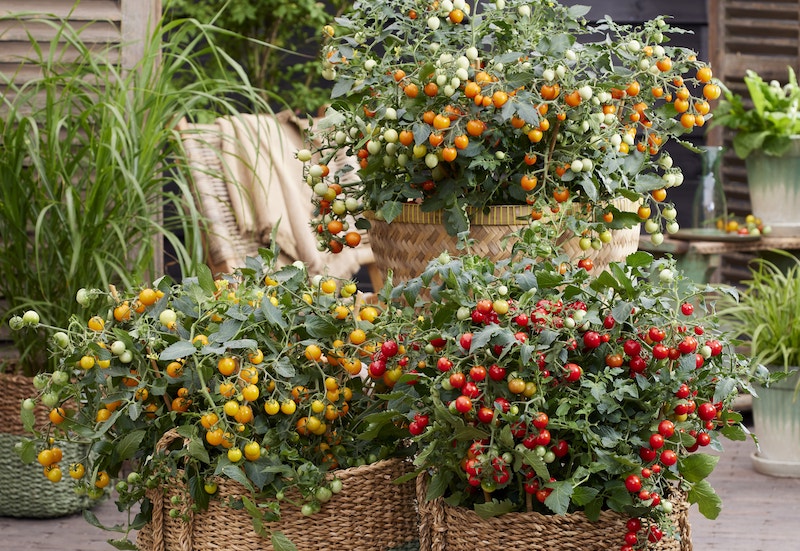 Tomato 'Tiny Temptations Mixed' from Suttons